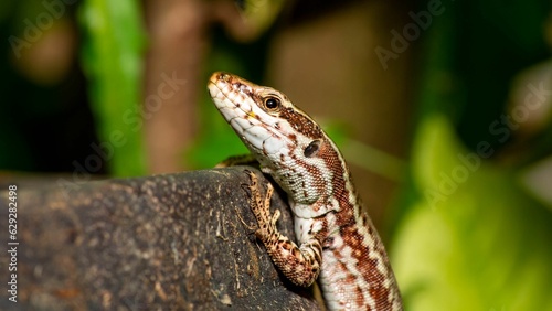 Close-up shot of a viviparous lizard, perched on a rocky surface surrounded by lush greenery