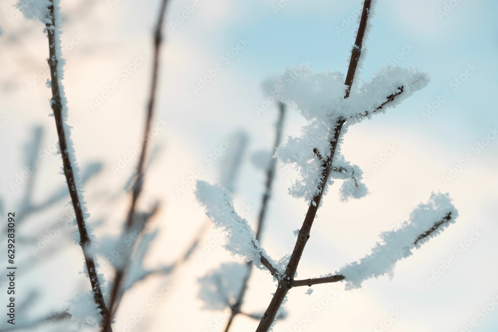 Closeup shot of tree branches covered in white hoarfrost Closeup shot of tree branches covered in white hoarfrost