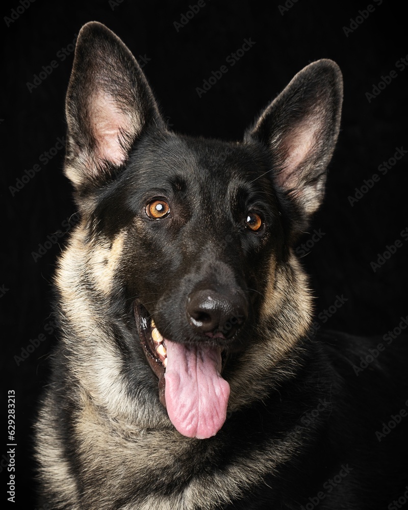 German Shepherd dog with its tongue hanging out and mouth agape against a black background