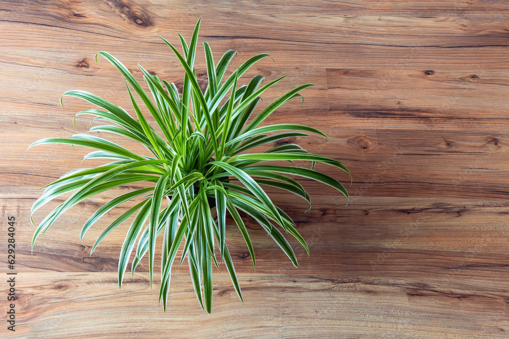 Chlorophytum comosum is a beautiful indoor plant, top view