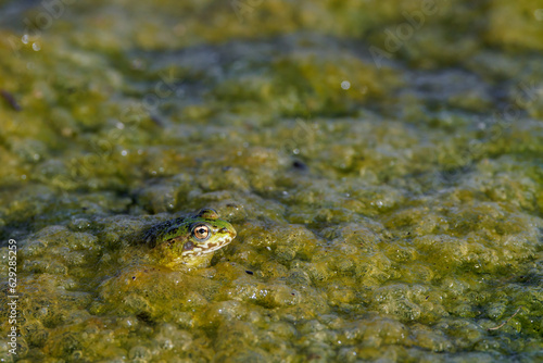 Frog in the water of a lagoon.