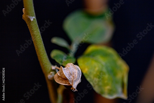 close up of dried leaves and seeds