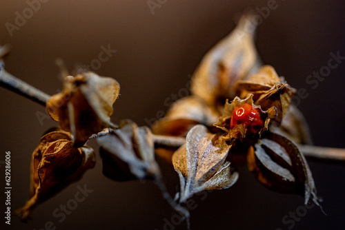 close up of dried leaves and seeds
