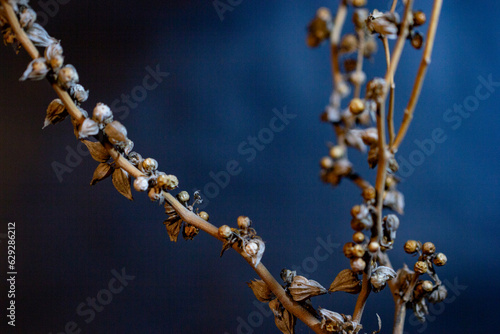 close up of dried leaves and seeds