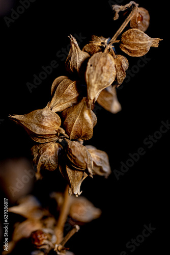 close up of dried leaves and seeds