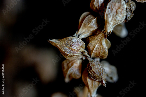close up of dried leaves and seeds