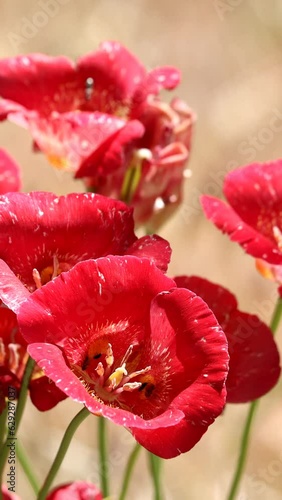 Butterfly Mariposa Lily, Calochortus Venustus, a native perennial monoclinous herb displaying terminal cymose umbel inflorescence during Summer in the San Emigdio Mountains. photo