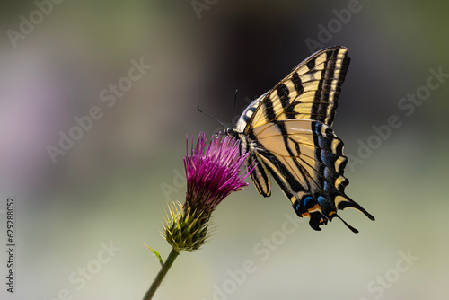Western Tiger Swallowtail (Papilio rutulus) Feeding on an Arizona Thistle Bloom and showing its Colors