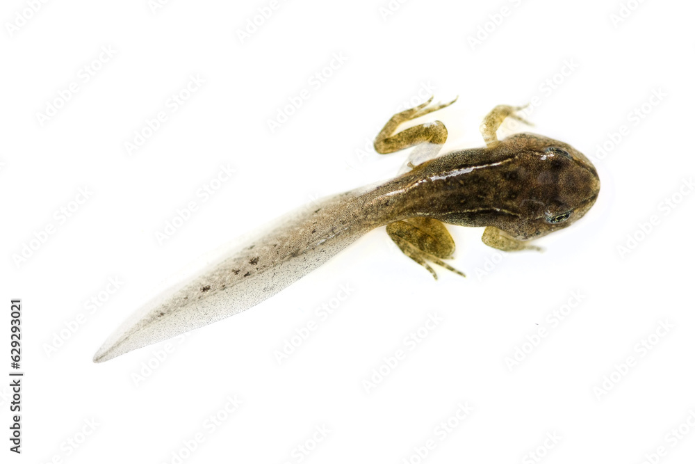 A tadpole on white, macro shot, isolated