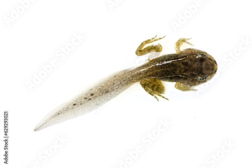 Obraz na płótnie A tadpole on white, macro shot, isolated w salonie