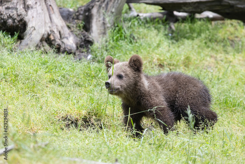 Brown bear cub sitting in a green grass field