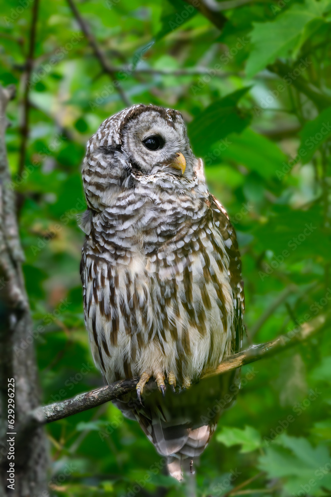 Barred Owl closeup portrait on tree branch against green leaves Barred Owl closeup portrait on tree branch against green leaves