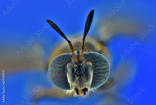 Macro photography of a Black soldier fly head.