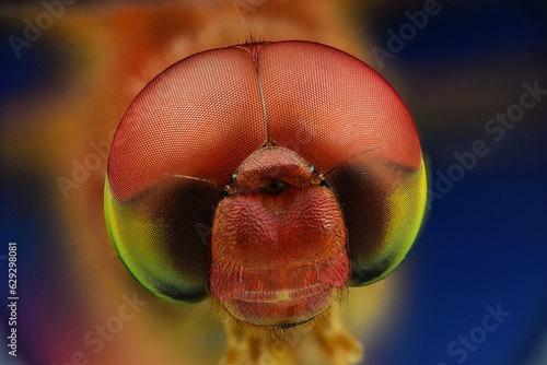 Extreme macro photography of Dragon fly head.