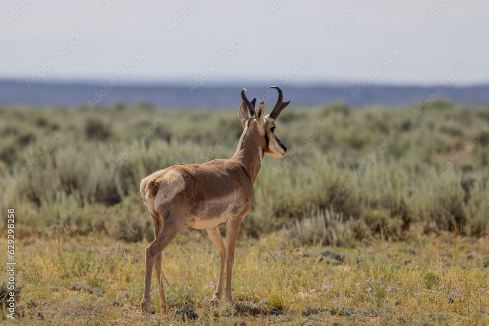 Pronghorn Antelope Buck in the Wyoming Desert Pronghorn Antelope Buck in the Wyoming Desert