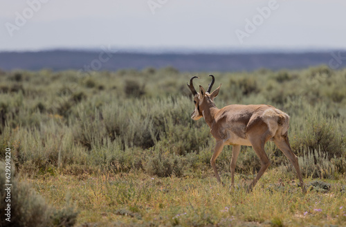 Pronghorn Antelope Buck in the Wyoming Desert