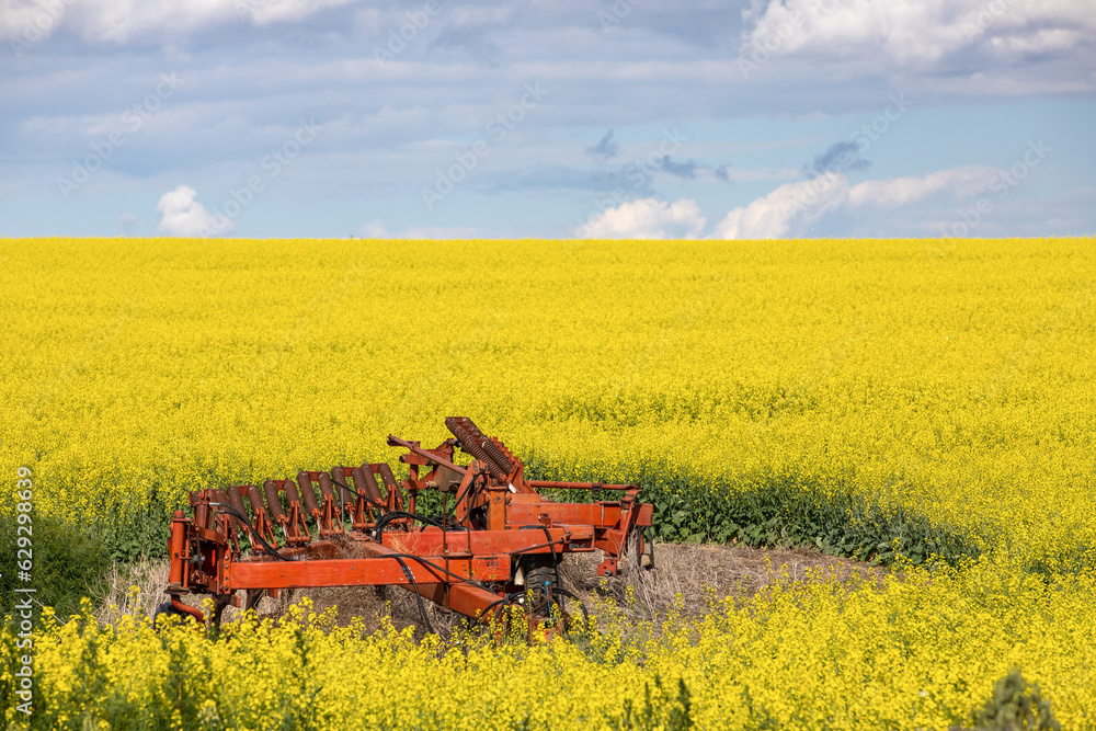 Fototapeta premium Canola Crrops in Eastern Washington