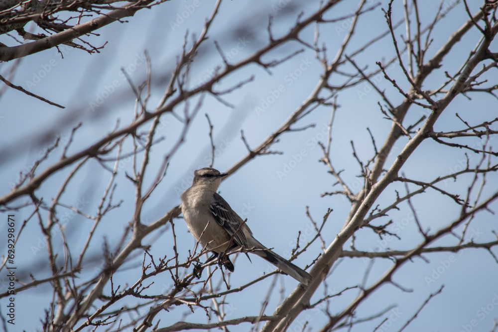 Mimus saturninus. Calandria común en las ramas de un árbol otoñal Mimus saturninus. Calandria común en las ramas de un árbol otoñal