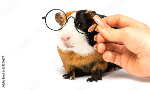guinea pig and glasses on a white background