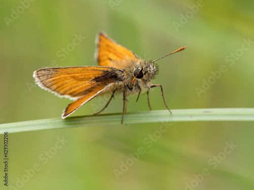 Small skipper butterfly