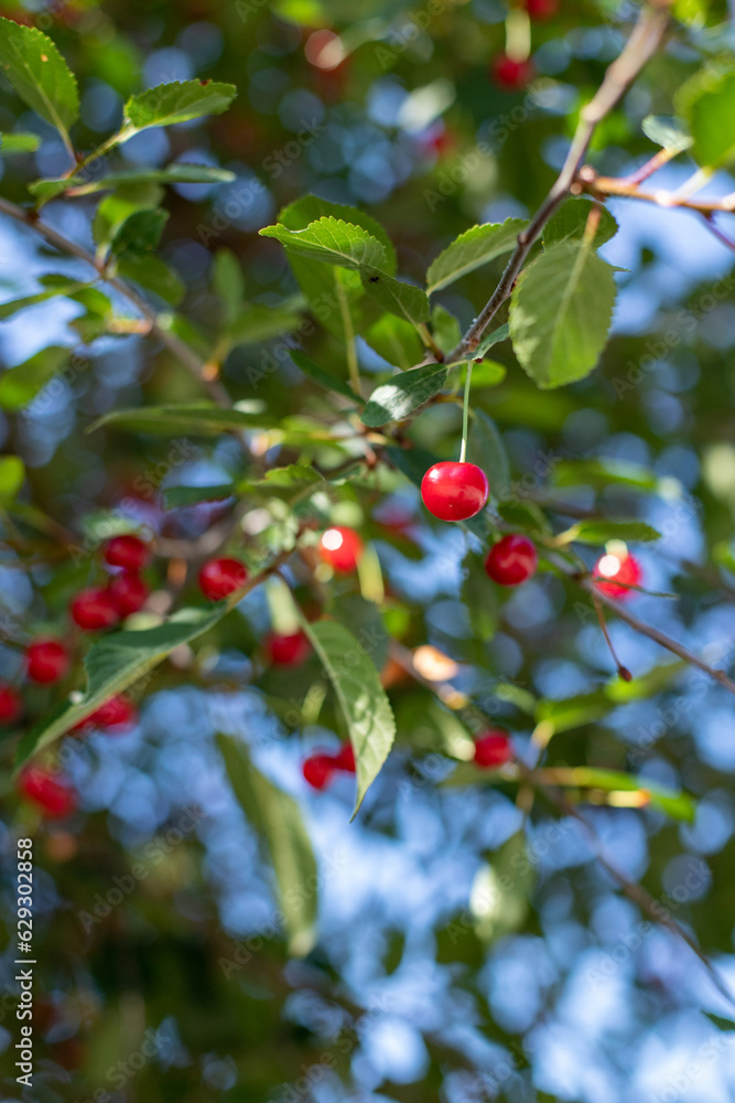 Red Cherries hanging on a cherry tree branch. blue sky.