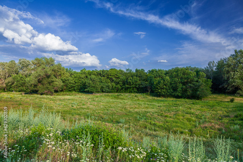 Green meadow covered with flowers and blue sky with cirrus clouds at background.