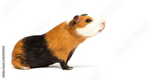 guinea pig looking up on a white background
