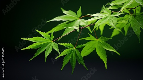 Japanese green maple leaf high resolution Ai generated art