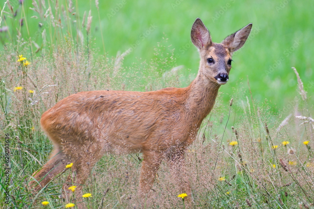Baby Capreolus capreolus european roe deer just noticed that someone watching her on a field. Summer evening, Czech republic nature. Baby Capreolus capreolus european roe deer just noticed that someone watching her on a field. Summer evening, Czech republic nature.