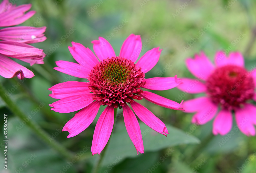 Obraz premium Gerbera-Hybride