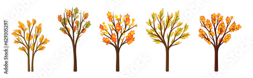 Colorful Autumn Trees with Lush Foliage and Trunk Vector Set © Happypictures