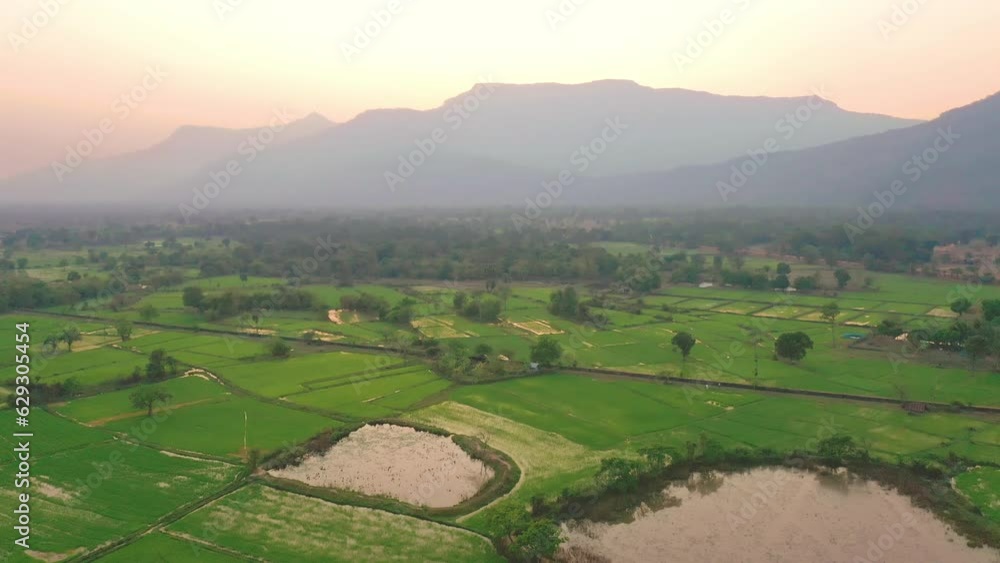 Aerial view of rice paddies in Champassak, Laos. Cinematic drone shot of rice fields and mountains at sunset in popular tourist destination. Aerial view of rice paddies in Champassak, Laos. Cinematic drone shot of rice fields and mountains at sunset in popular tourist destination.