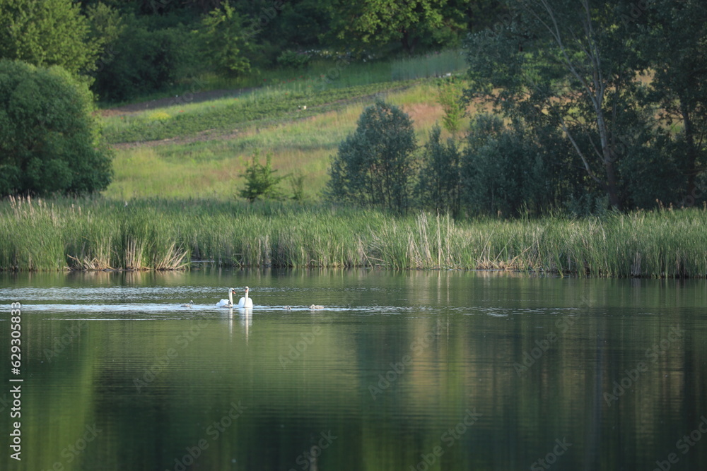 Family of swans swimming in the lake Family of swans swimming in the lake