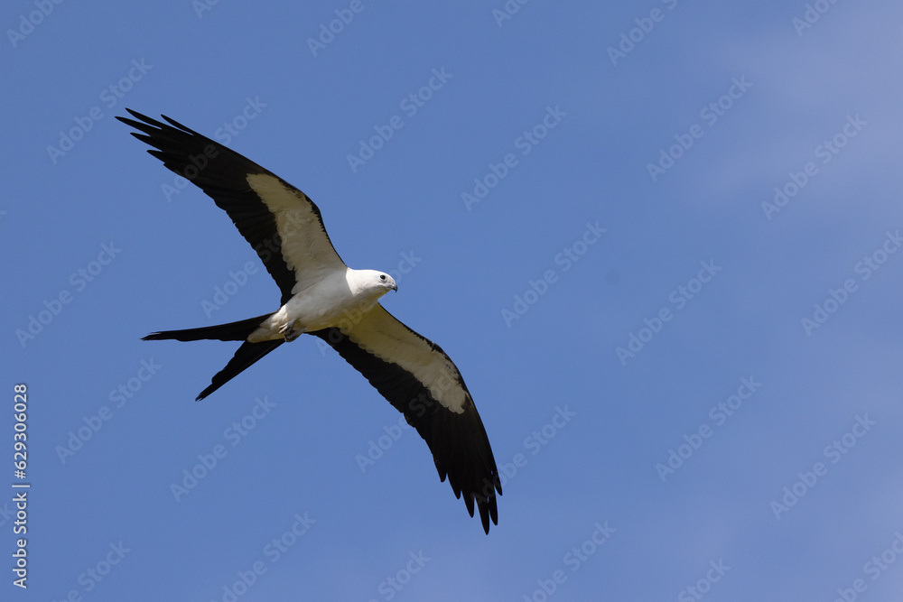 Beautiful swallow-tailed kite (Elanoides forficatus), an agile bird, in flight over Myakka River State Park in Florida Beautiful swallow-tailed kite (Elanoides forficatus), an agile bird, in flight over Myakka River State Park in Florida