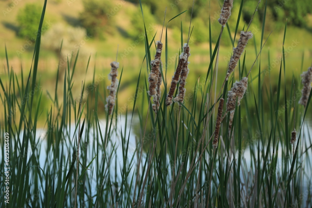 Abstract green reeds background texture Abstract green reeds background texture