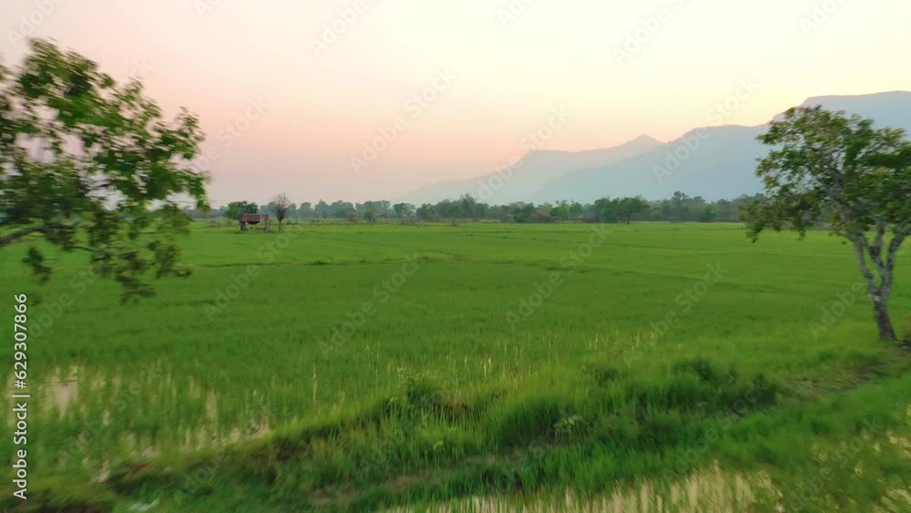 Aerial view of rice paddies in Champassak, Laos. Cinematic drone reveal shot of rice fields and mountains at sunset. Aerial view of rice paddies in Champassak, Laos. Cinematic drone reveal shot of rice fields and mountains at sunset.