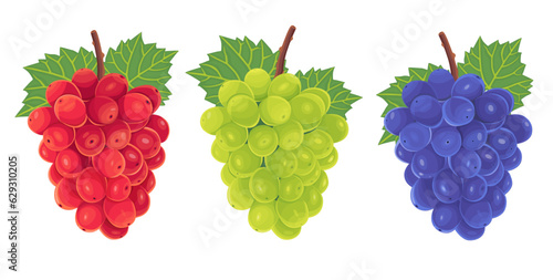 Grape vector illustration isolated on white background.