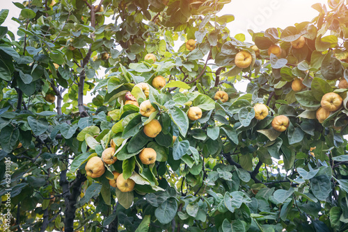 Papier peint Young fruits of quince tree in farm or garden against natural sun flare