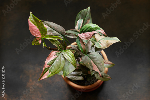 Syngonium Pink Splash Red Spot Potted Plant photo