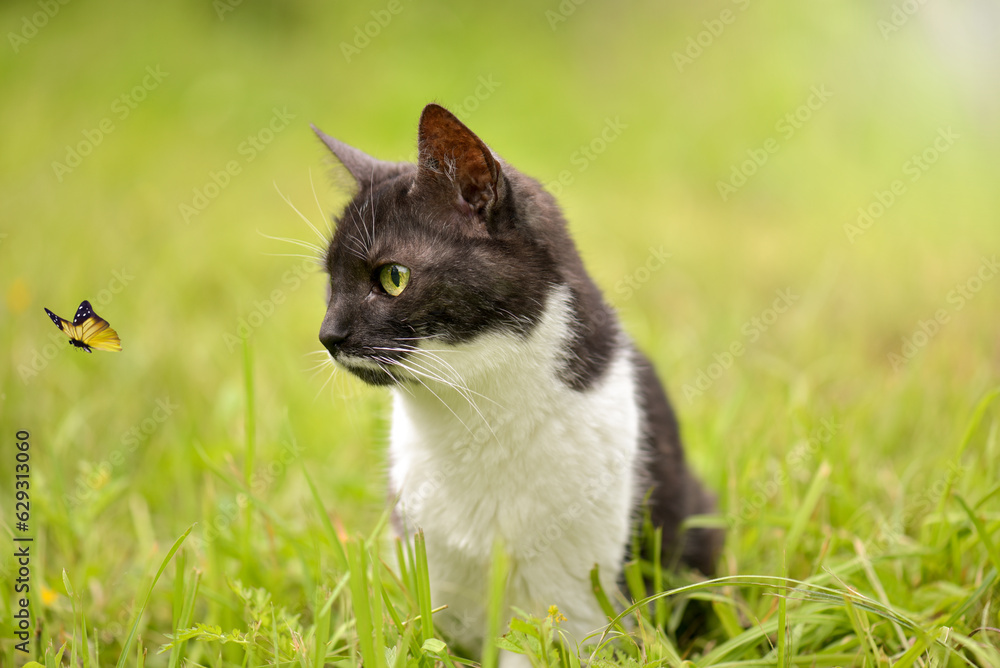 a black and white domestic cat sits in the green grass and watches a yellow butterfly, a sunny summer day, a blurred background