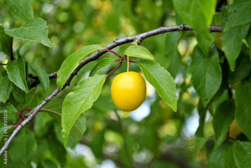 Plum tree with fruits