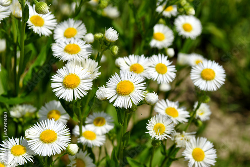 daisies in the grass © Dmytro