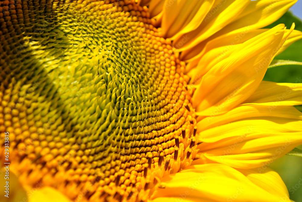close up of sunflower close up of sunflower