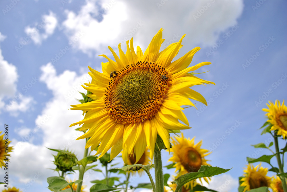 sunflowers of blue sky
