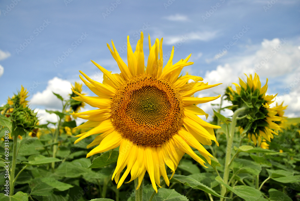 sunflower on a field