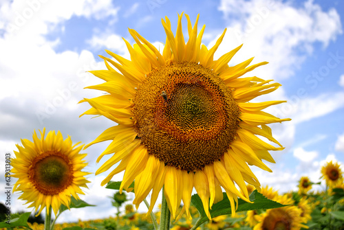 sunflower in the field