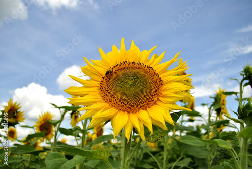 sunflower in the field