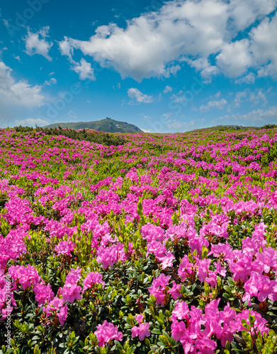 Blossoming slopes (rhododendron flowers ) of Carpathians.