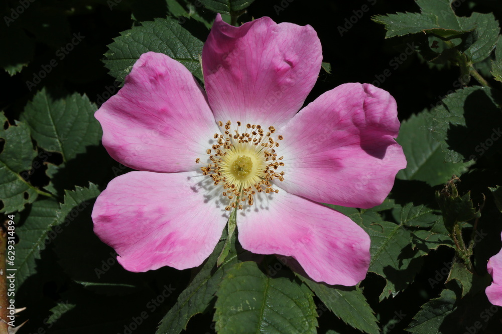 pink dog-rose flower pink dog-rose flower