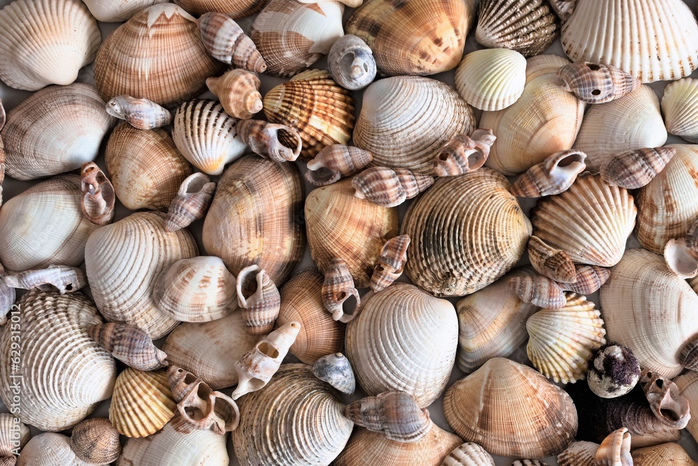 seashells on the sand seashells on the sand